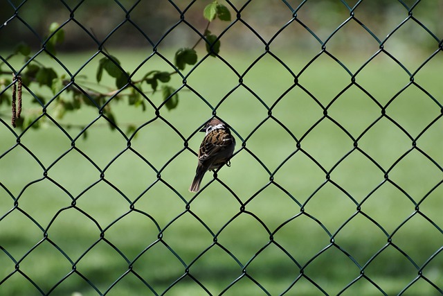 ptáček na plotě